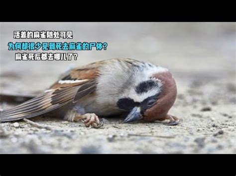 麻雀死在家門口